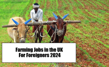 Farming Jobs in the UK For Foreigners 2024 – Visa Sponsored